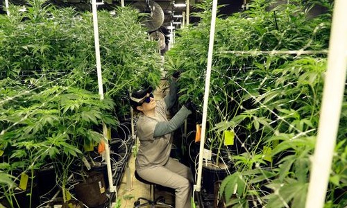 Os desafios para o uso da maconha medicinal no Brasil para além da Anvisa