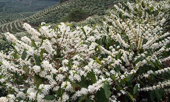 Chuvas recentes ajudaram o início da florada para a safra na região da Mogiana