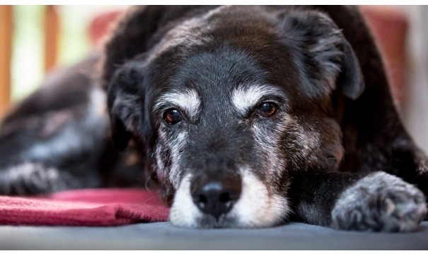 Alzheimer Canino: entenda as características da doença e o tratamento adequado