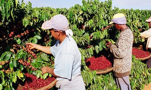 Expectativa: IBGE reduz em 3,5% previsão de safra de café do Brasil em 2019