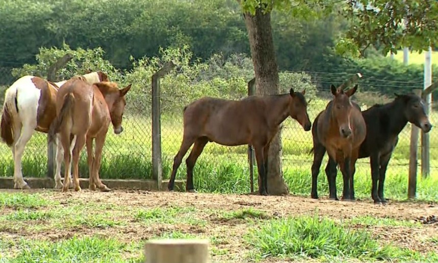 Ladrões invadem canil de Franca pela 2ª vez em 48 dias e furtam 4 cavalos