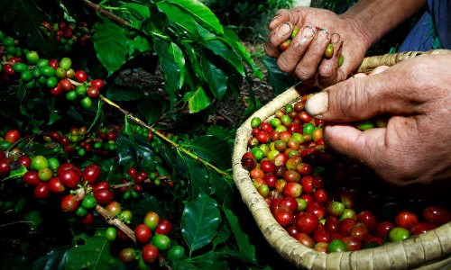 Brasil exporta 3,2 milhões sacas de café em setembro; melhor resultado em 5 anos