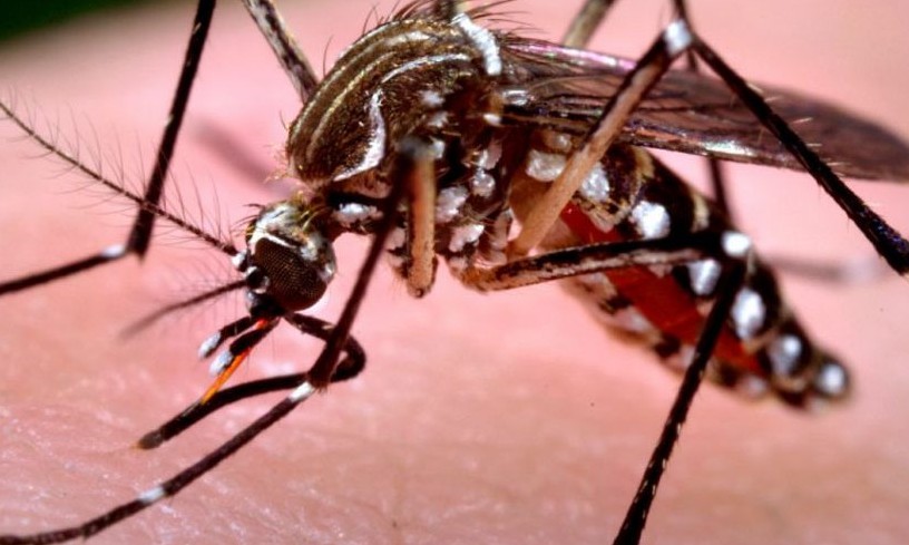 Espanha confirma primeiro caso de dengue com transmissão sexual