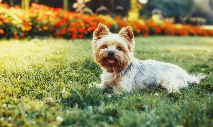 Plantas venenosas para cães e gatos: veja as mais comuns e evite problemas