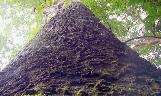 Jequitibá ‘gigante’ de dois mil anos chama a atenção na mineira Cássia