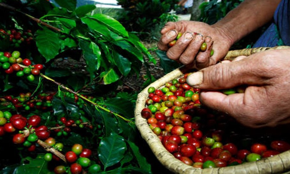 IBGE reduz em 0,5%, a previsão da safra de café do Brasil de 2019: 50 milhões