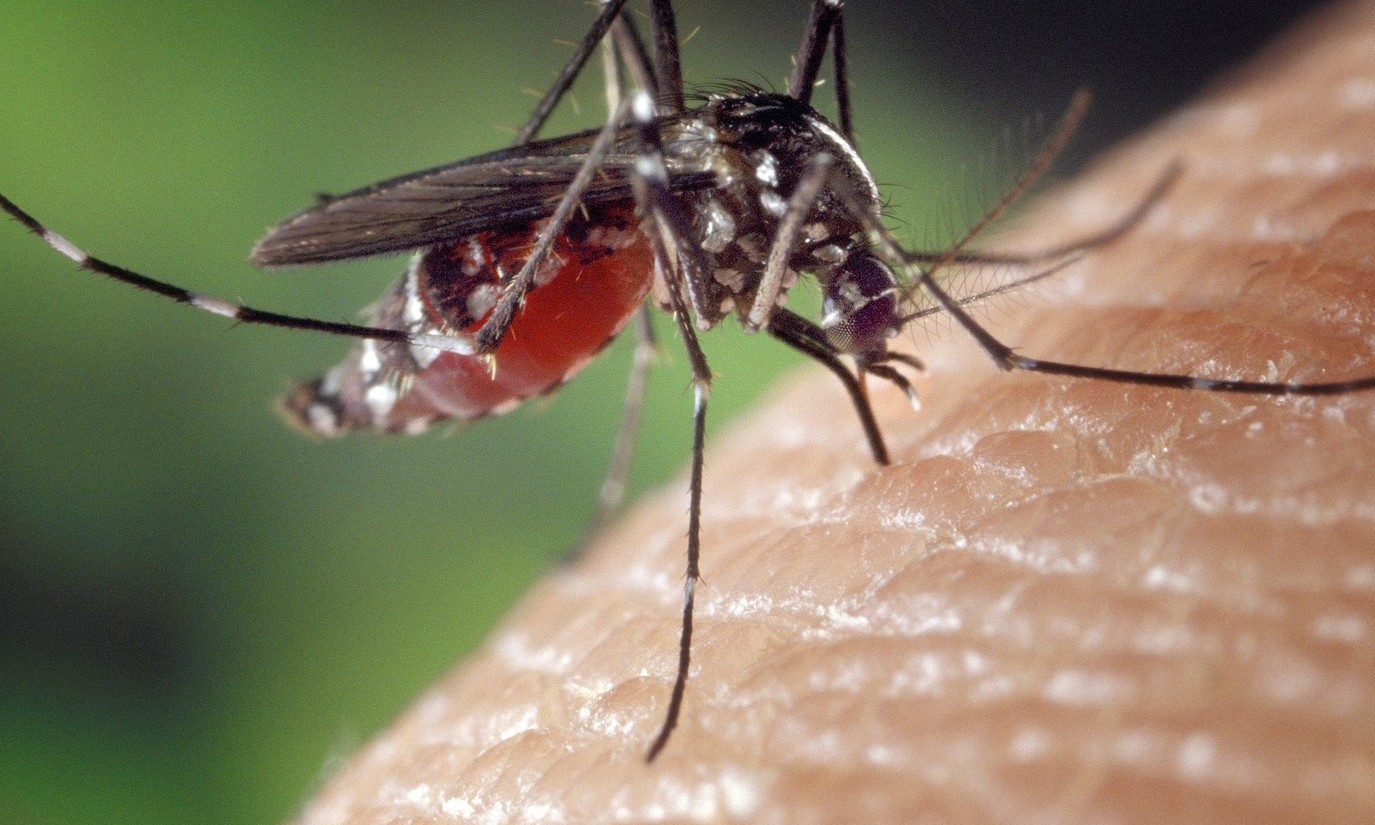 Premiação do Concurso Cultural sobre dengue será nesta terça, 12