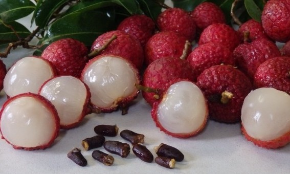 Lichia: fruta que acelera o metabolismo e é aliada do emagrecimento saudável