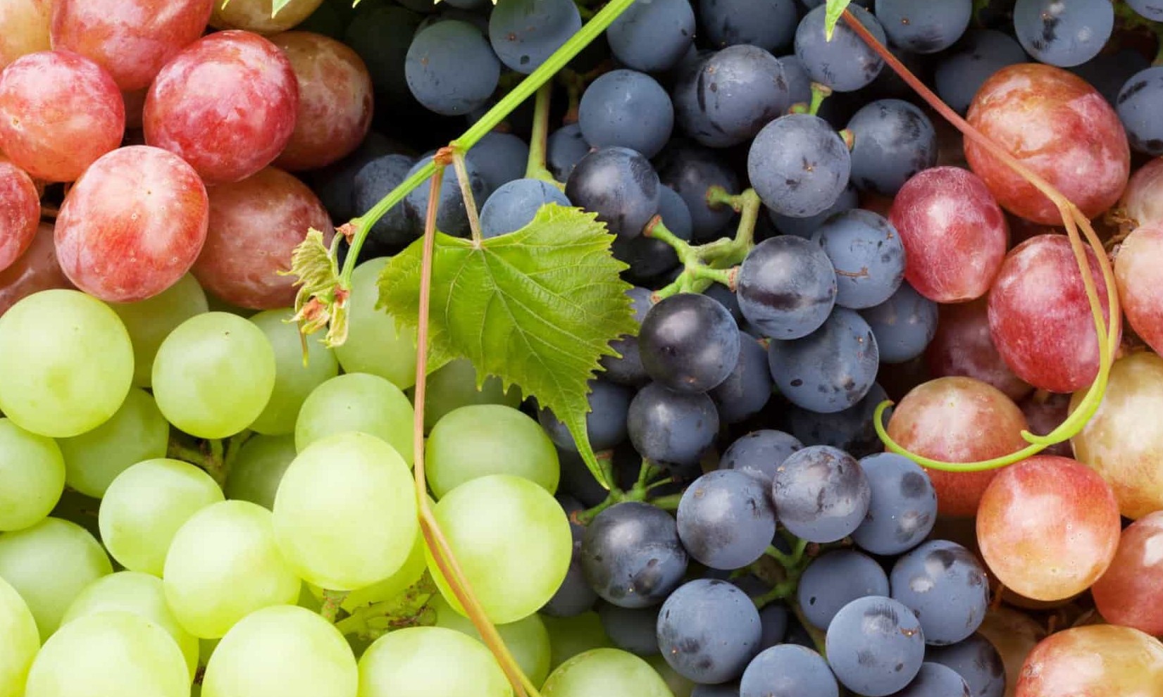 Esqueça as calorias. Saiba quais são os benefícios das uvas para sua saúde