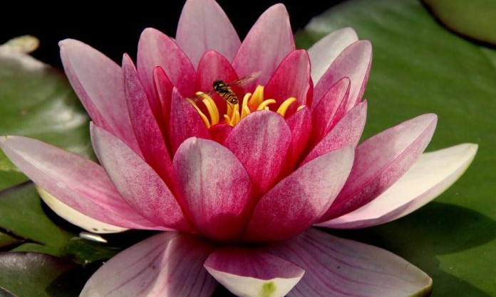Flor de Lótus: A planta sagrada e seu significado para várias religiões