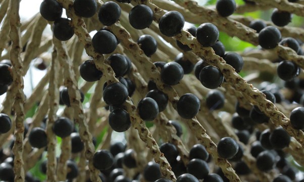 Nova variedade tem mais polpa e promete colheita de açaí o ano inteiro