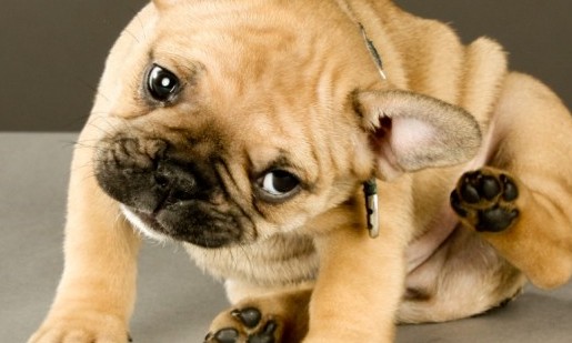Doenças de pele são motivo de 32% das idas de cães ao veterinário