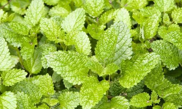 Conheça os benefícios da hortelã e aprenda a fazer cinco receitas nutritivas