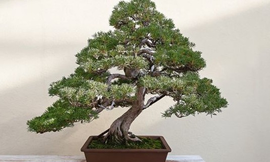 Aprenda como cultivar e cuidar de bonsais, uma arte chinesa milenar