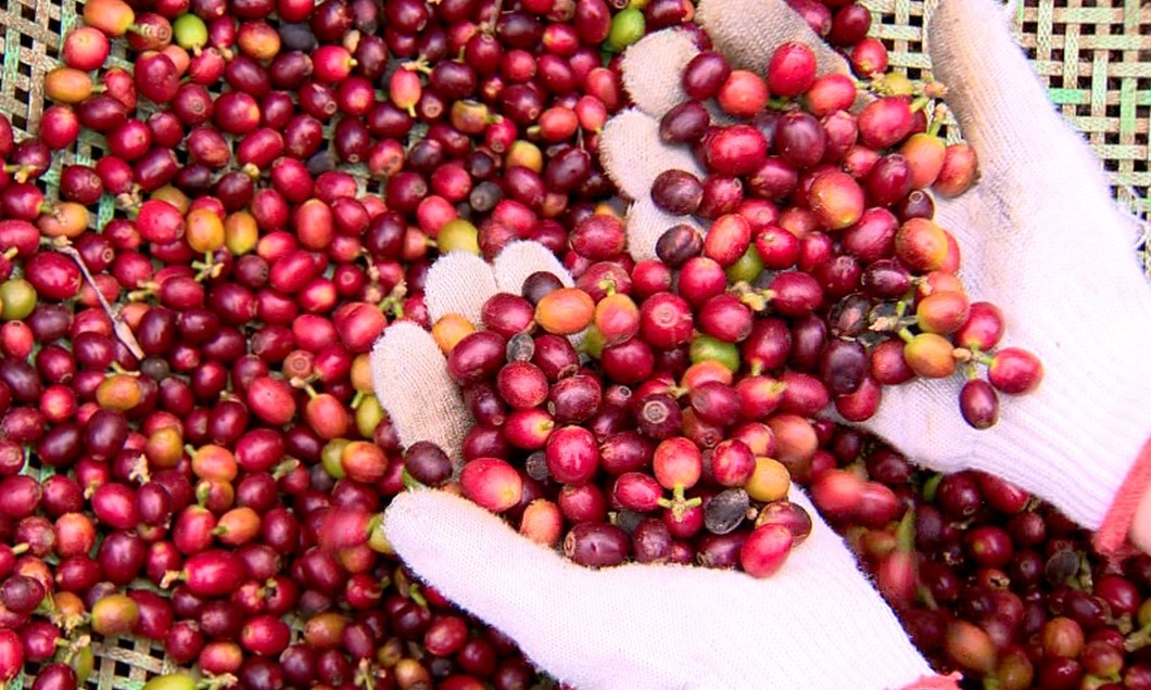 Safra de café do Brasil será recorde em 2020, com 66,7 milhões de sacas de 60 kg