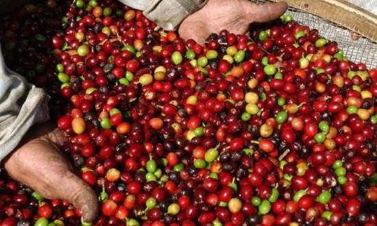 Café: departamento dos EUA reduz estimativa da safra brasileira em 10%