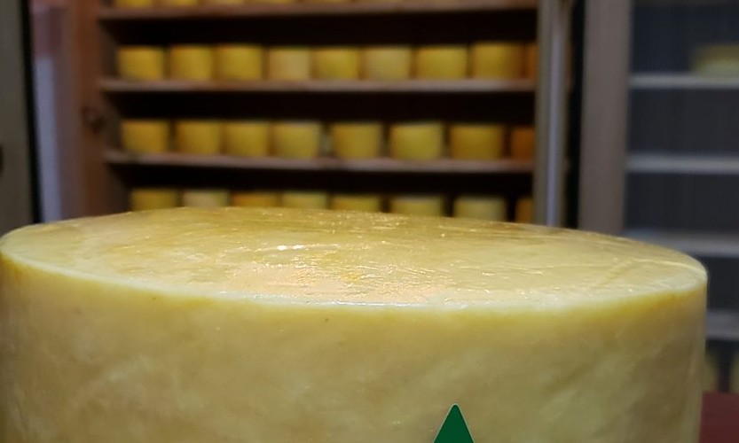 Empresa mineira completa 10 anos vendendo queijo com sucesso pela internet