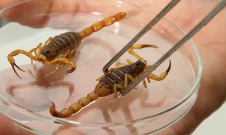 Calor e chuvas fazem aumentar aparecimento de escorpiões em Franca