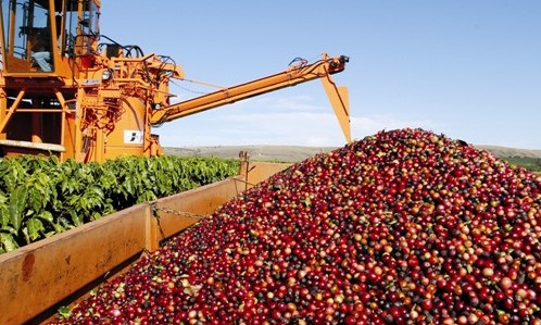 Brasil tem queda de 15,4% na exportação de café em novembro, aponta Secex