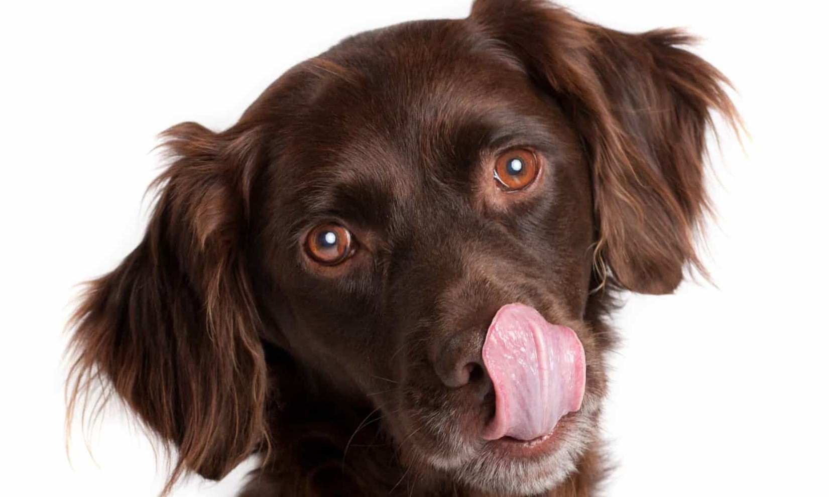 Levar o cão para dar a sua voltinha diária é antes ou depois da refeição?