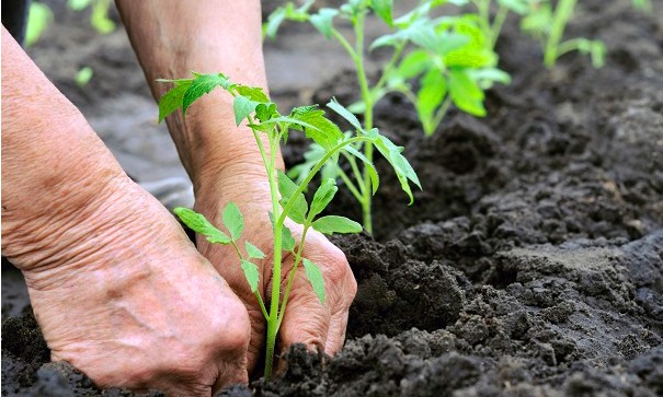 Plantio de mudas no Jardim Noêmia: ainda dá tempo de se inscrever para participar!