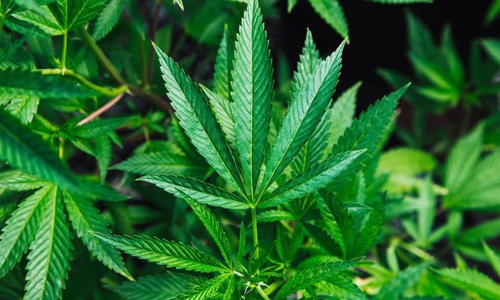 Anvisa libera a venda de medicamentos à base maconha em farmácias