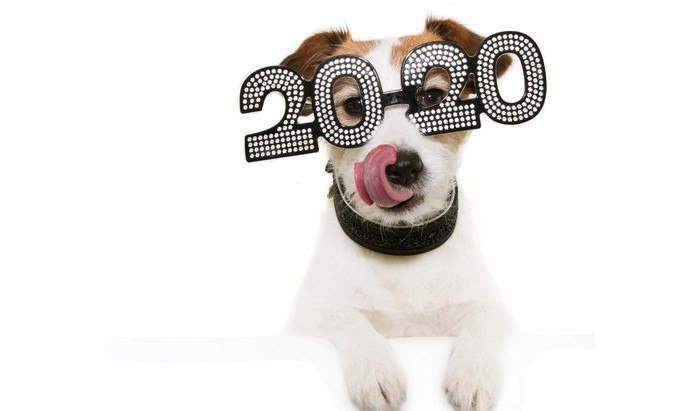 Como proteger nossos pets dos fogos de artifício nas festas da virada
