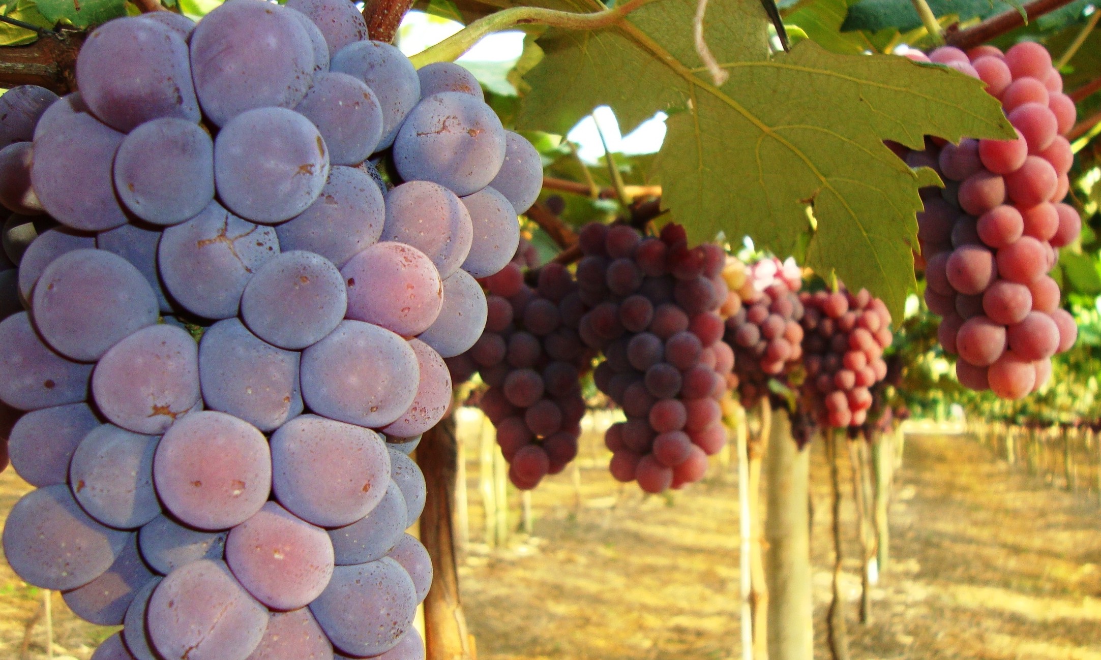 Frutas natalinas: saiba como a ciência permite o cultivo o ano todo em SP