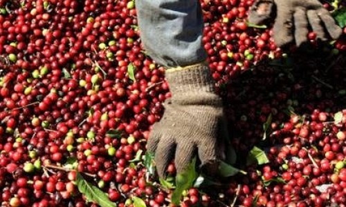 Escassez de café de qualidade atinge fundos e faz preços subirem