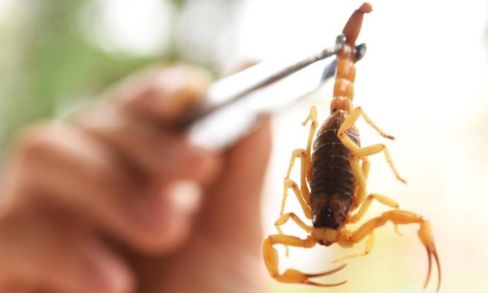 Incidência de animais peçonhentos aumenta no verão e requer cuidados