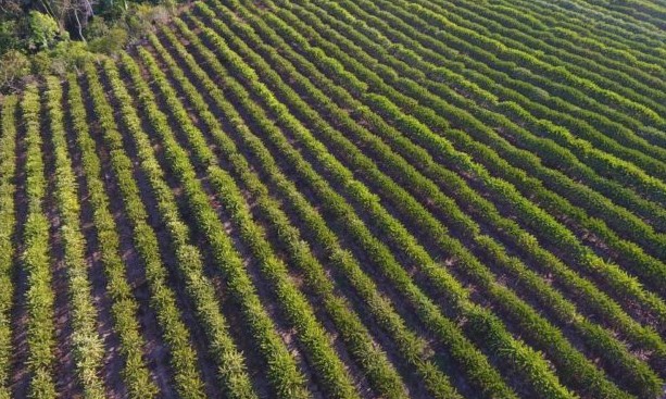 Café tem queda de 20% em comparação a 2018; safra é de 49 milhões de sacas