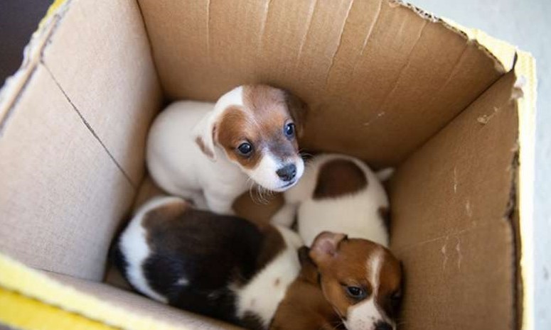 Número de pets abandonados cresce no Natal; saiba como ajudar