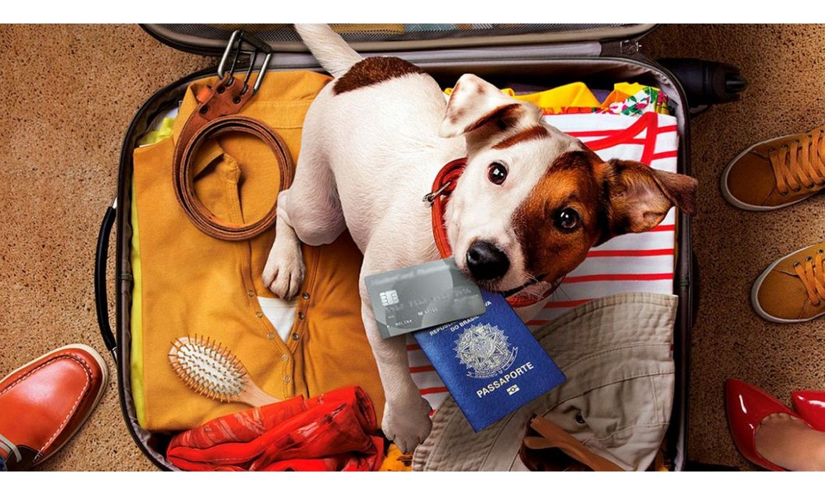 Veterinária dá dicas simples para aproveitar as férias e o final de ano com o pet
