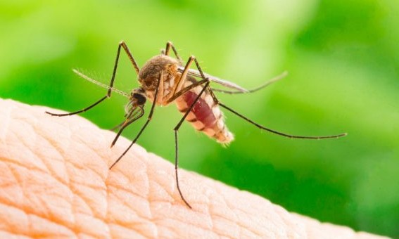 ‘O Mosquito não tira férias’: campanha segue com inscrições abertas