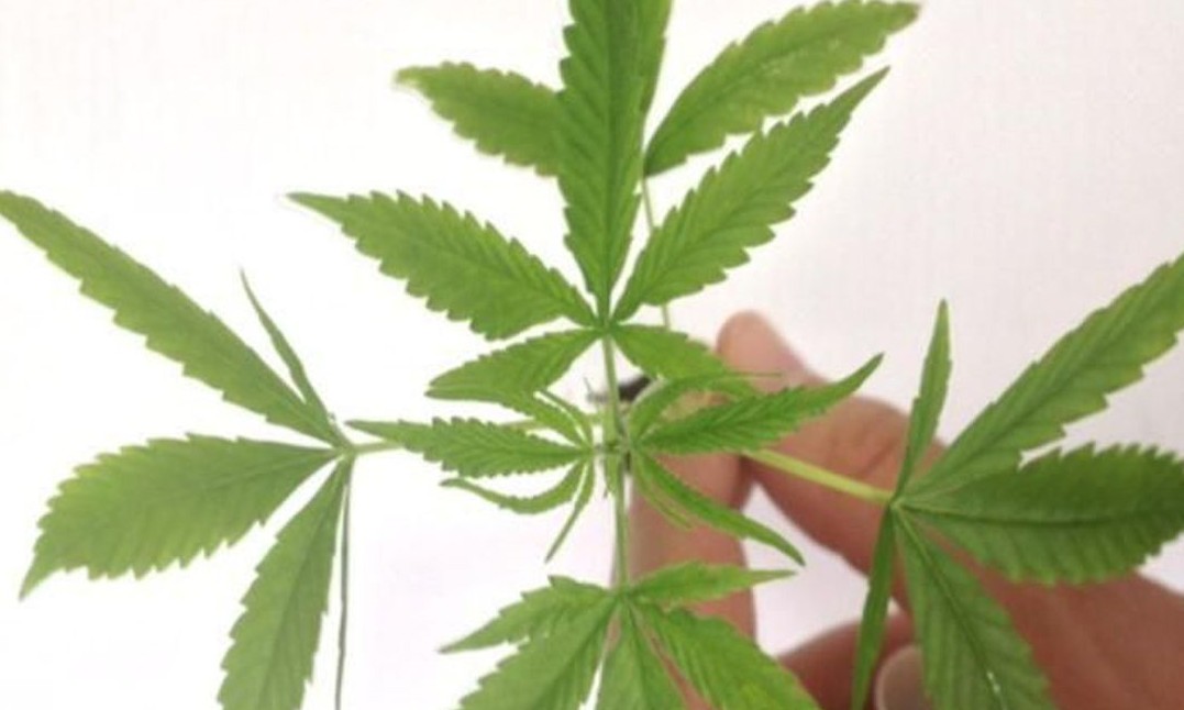 Anvisa autoriza fabricação e venda de medicamentos à base de Cannabis