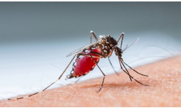 Combate à dengue: EPTV e Prefeitura de Franca inscrevem para concurso