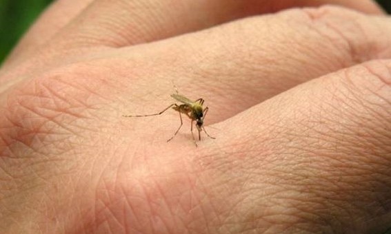 Campanha contra o Aedes aegypti da Prefeitura e EPTV abre inscrições