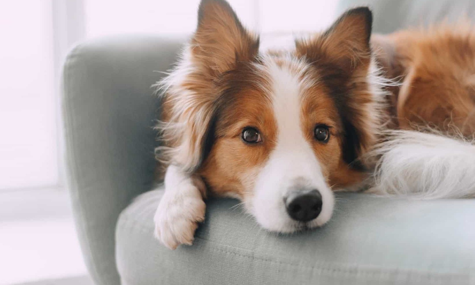 Cães lembram-se de tudo o que as pessoas fazem (mesmo tudo). Cuidado
