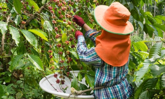 Safra 2019 de café do Brasil é revisada para baixo; estoques finais reduzidos