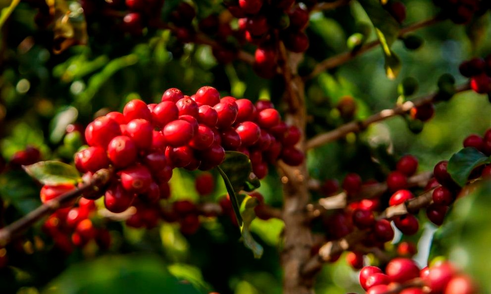 Cafés do Brasil ocupam 0,71% do total da área agrícola em 2019 no país