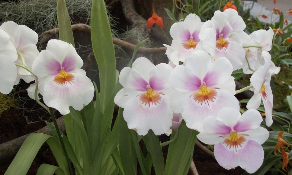 Festival de Orquídeas acontece no Mercadão Francano até domingo, 22