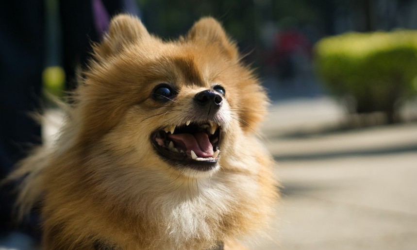 Estresse acaba passando do dono para o cachorro, você sabia?
