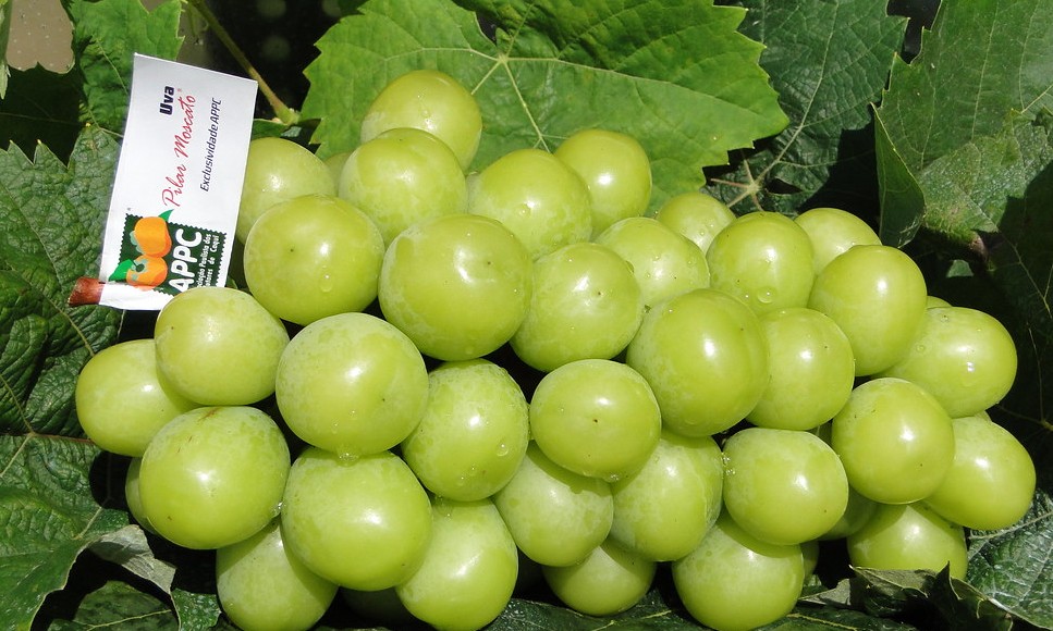 Estado de São Paulo produz a primeira uva gourmet do Brasil