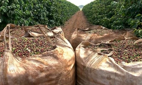 Estimativas apontam: Safra de café 20/21 no Brasil deve ser boa, mas não recorde