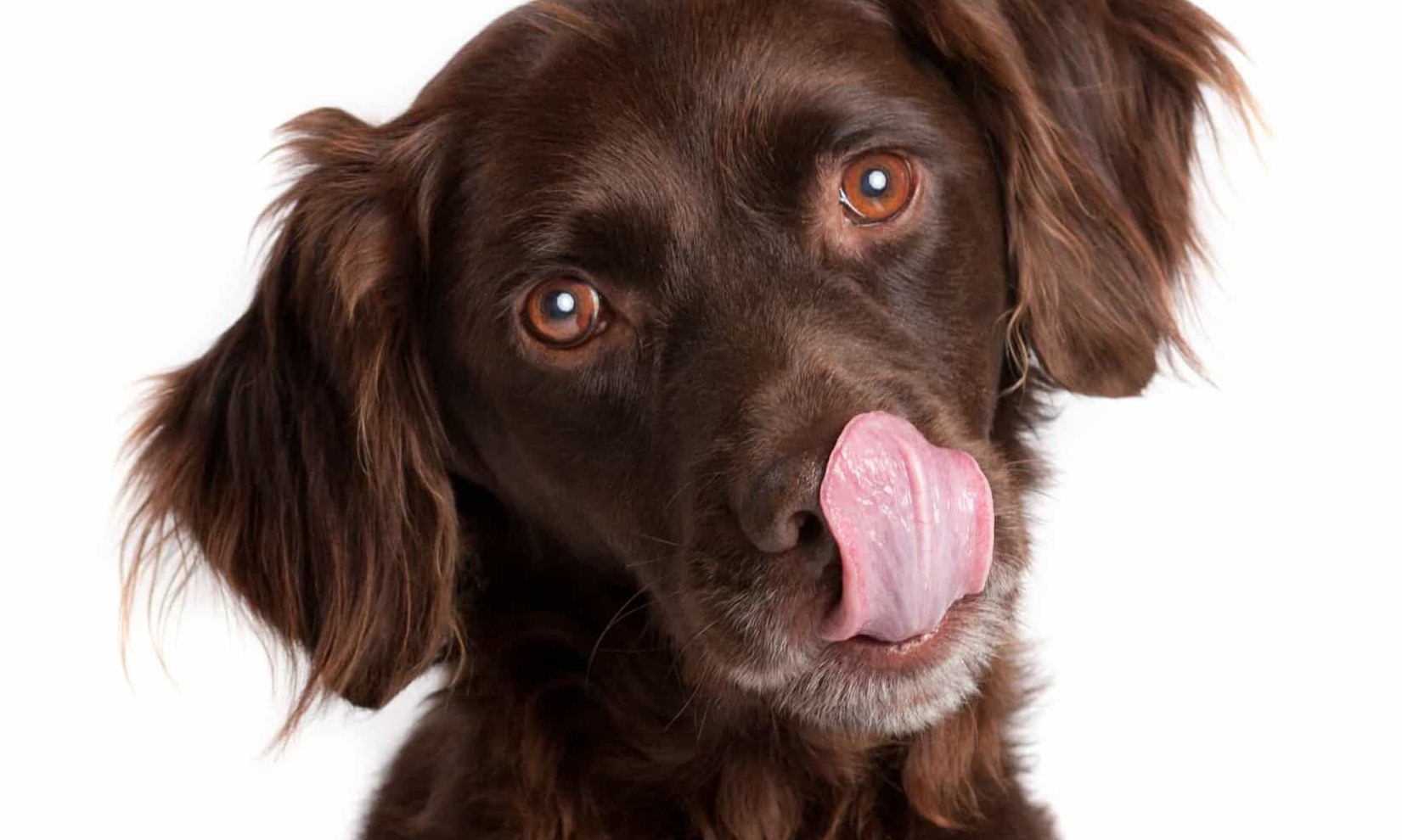 Seu cão cheira mal mesmo depois de tomar banho? Entenda o que acontece