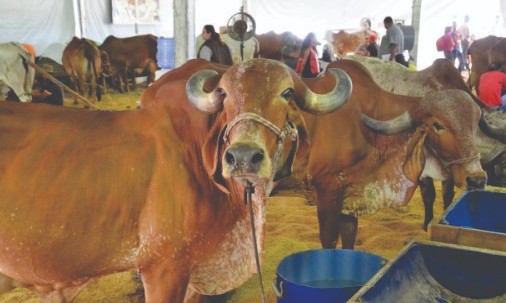Prefeitura de Franca abre concorrência para a realização da Expoagro 2020