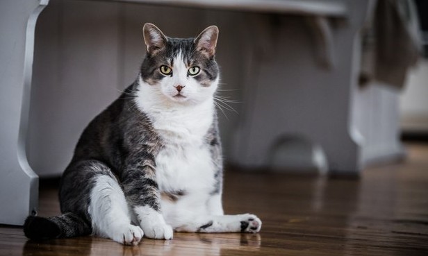 Pets: obesidade atinge quase metade dos cães e gatos do Brasil