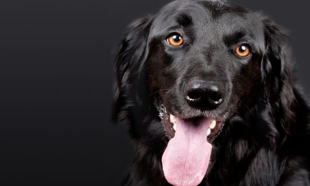 Alguns comportamentos (surpreendentes) que deixam o seu cão irritado