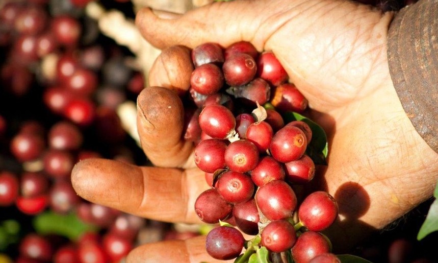 Café: após fortes chuvas em MG e no ES, setor começa a avaliar prejuízo