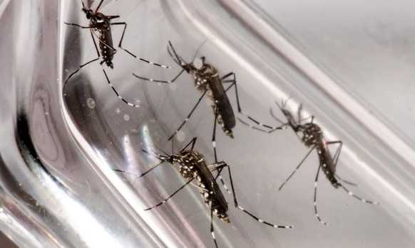 Prefeitura de Franca e EPTV se unem para mobilizar estudantes contra a dengue